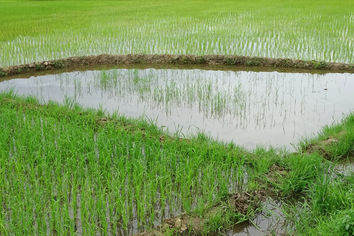 En rismark i Vietnam